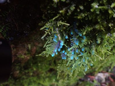 Scapania americana, photographed by Randal