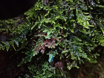 Porella roellii, photographed by Randal