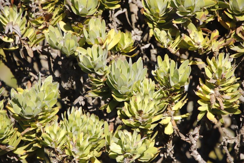 Mimetes fimbriifolius, photographed by Tony Rebelo