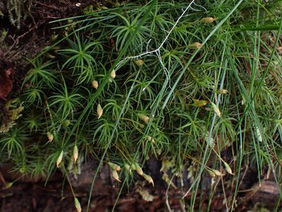 Polytrichastrum alpinum, photographed by Randal