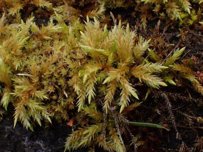 Climacium dendroides, photographed by Randal