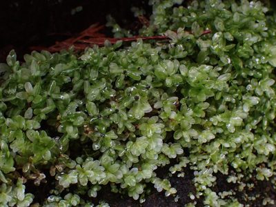 Rhizomnium glabrescens, photographed by Randal