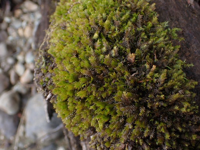 Fissidens adianthoides, photographed by Randal
