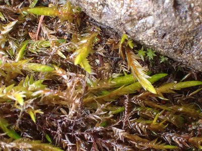 Fontinalis neomexicana, photographed by Randal