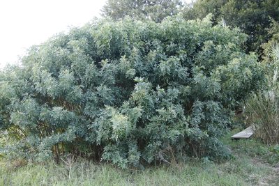 Schinus terebinthifolia, photographed by Tony Rebelo