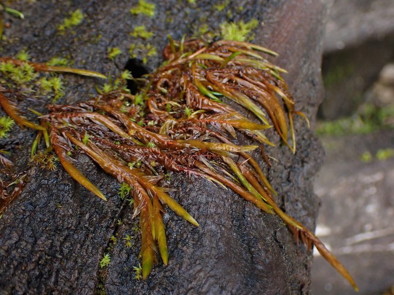 Fontinalis neomexicana, photographed by Randal