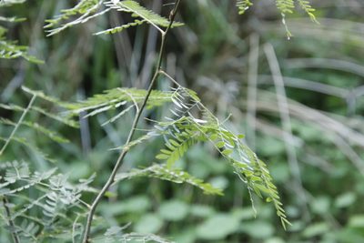 Paraserianthes lophantha
