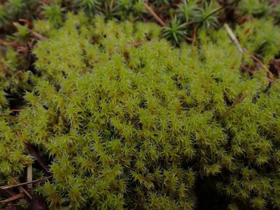 Niphotrichum elongatum, photographed by Randal