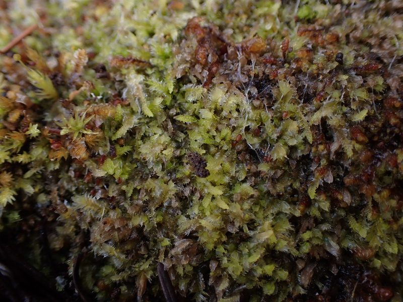 Lophocolea bidentata, photographed by Randal