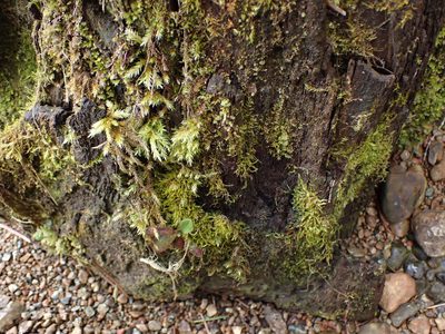 Climacium dendroides, photographed by Randal