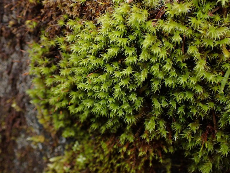 Frisvollia varia, photographed by Randal