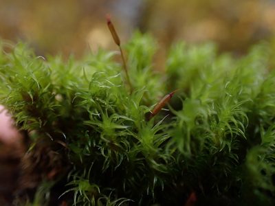 Frisvollia varia, photographed by Randal