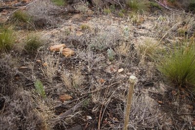 Leucadendron argenteum, photographed by Tony Rebelo