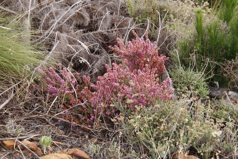 Erica nudiflora, photographed by Tony Rebelo
