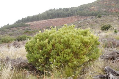 Leucadendron xanthoconus, photographed by Tony Rebelo