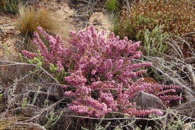 Erica nudiflora, photographed by Tony Rebelo