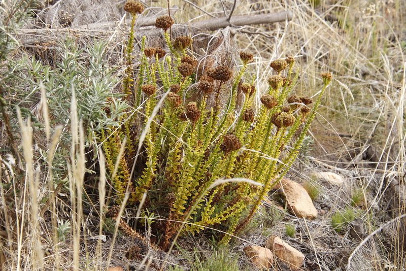 Pseudoselago serrata, photographed by Tony Rebelo