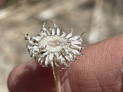 Encelia farinosa, photographed by Bobby McCabe