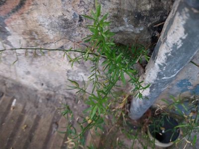 Asparagus aethiopicus, photographed by Pablo