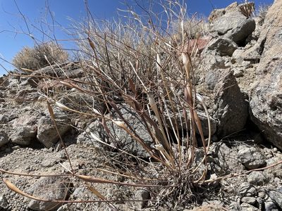 Eriogonum inflatum, photographed by Bobby McCabe