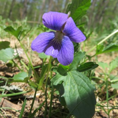 Viola egglestonii, photographed by Annie Bélair