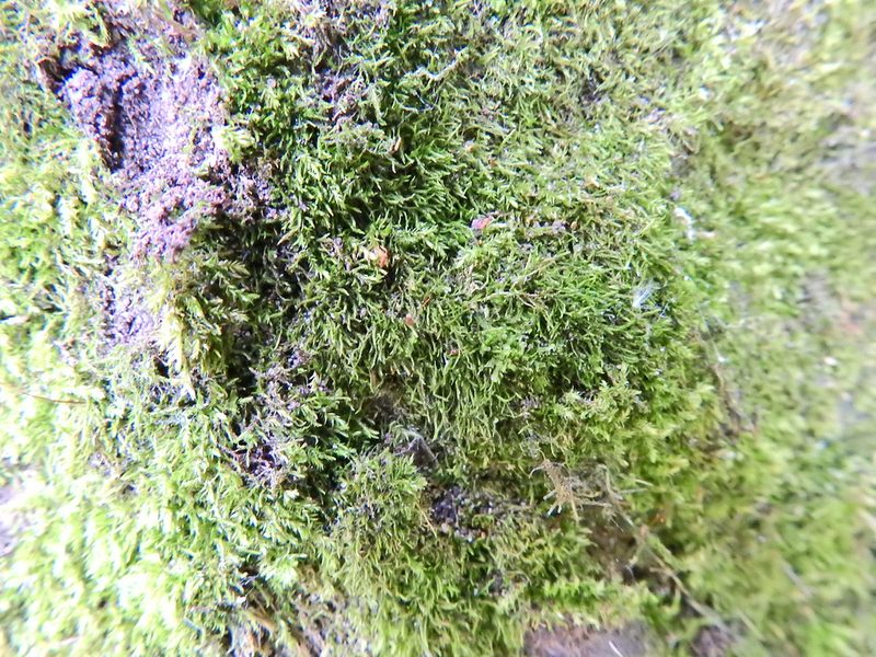 Amblystegium serpens, photographed by Susan Marley