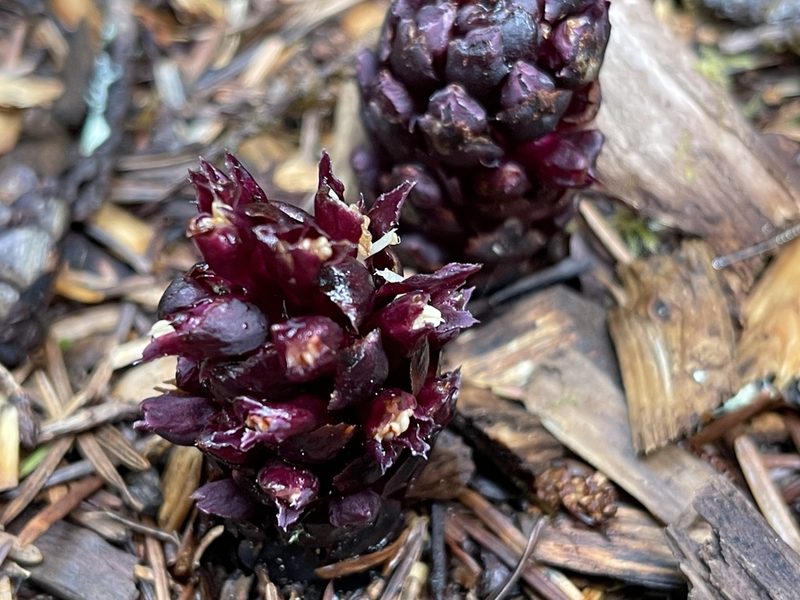 Kopsiopsis hookeri, photographed by rappman