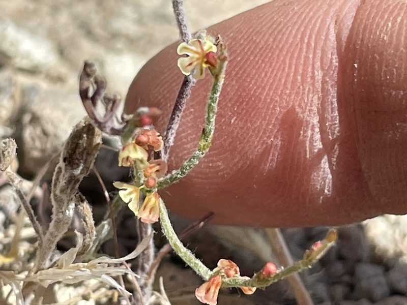 Eriogonum nidularium, photographed by Bobby McCabe