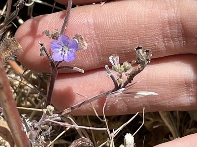Phacelia distans, photographed by Bobby McCabe