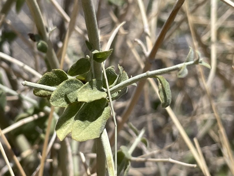 Scutellaria mexicana, photographed by Bobby McCabe