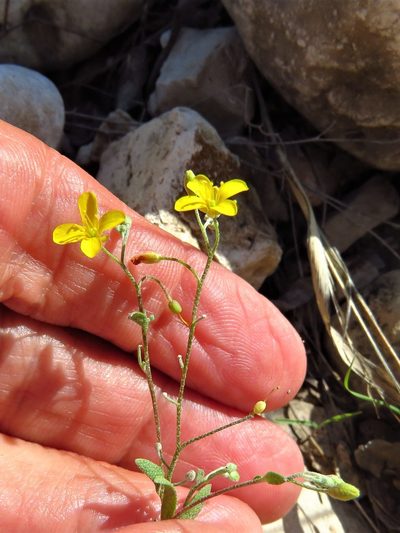 Physaria recurvata, photographed by Annika Lindqvist