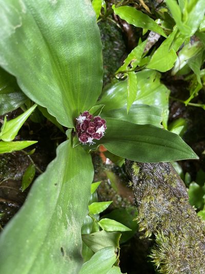 Floscopa robusta, photographed by Noah Yawn