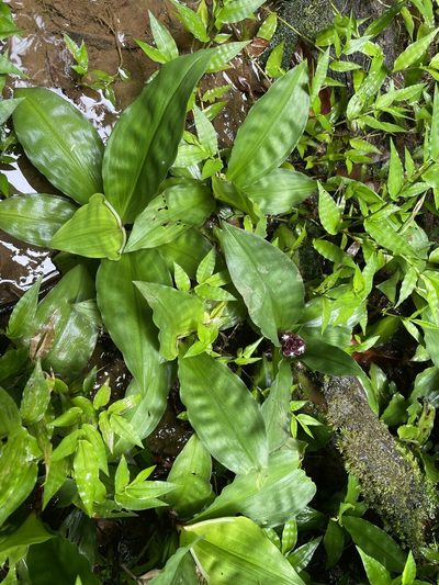 Floscopa robusta, photographed by Noah Yawn