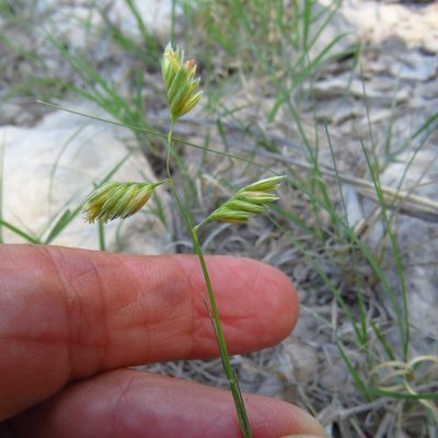 Bouteloua dactyloides, photographed by Annika Lindqvist