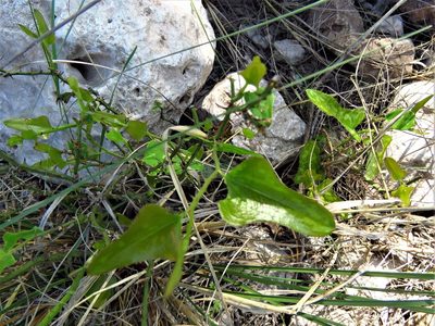 Smilax bona-nox, photographed by Annika Lindqvist