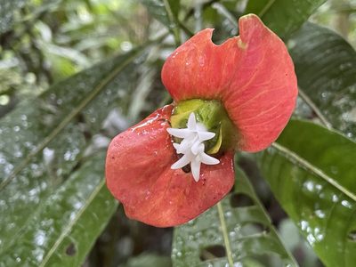 Palicourea elata, photographed by Noah Yawn
