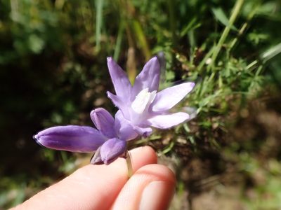 Dichelostemma capitatum, photographed by joergmlpts