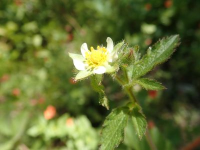 Drymocallis glandulosa, photographed by joergmlpts