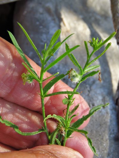 Tragia leptophylla, photographed by Annika Lindqvist