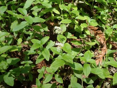 Whipplea modesta, photographed by joergmlpts