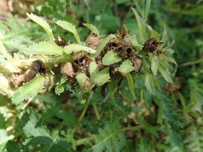Pedicularis densiflora, photographed by joergmlpts