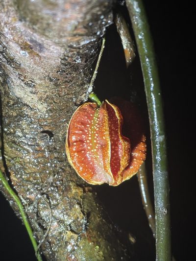 Carpotroche platyptera, photographed by Noah Yawn