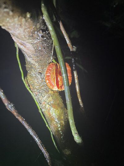 Carpotroche platyptera, photographed by Noah Yawn