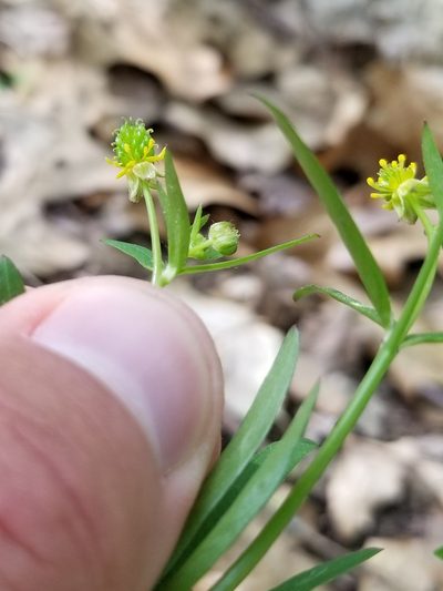 Ranunculus allegheniensis, photographed by Daniel McClosky