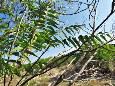 Juglans microcarpa, photographed by Annika Lindqvist