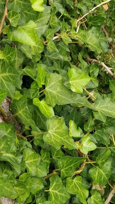 Hedera maderensis, photographed by Vítor Jorge