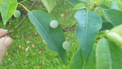 Homalanthus novoguineensis, photographed by Jane C Frost