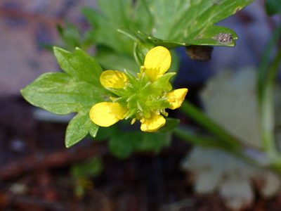 Ranunculus muricatus, photographed by Cricket Raspet
