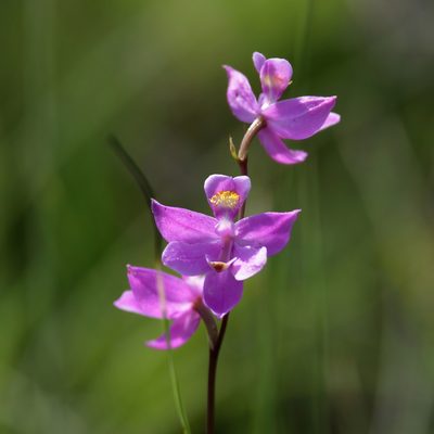 Calopogon multiflorus