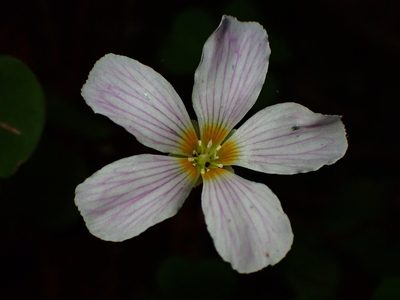 Oxalis smalliana, photographed by Cricket Raspet